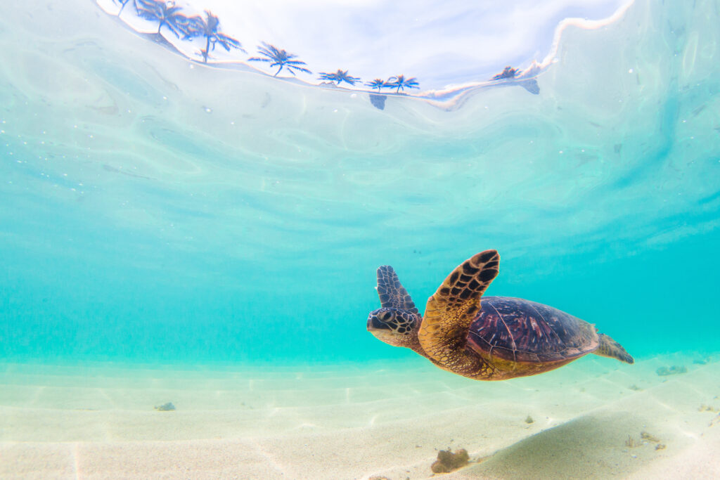 Endangered Hawaiian Green Sea Turtle cruises in the warm waters